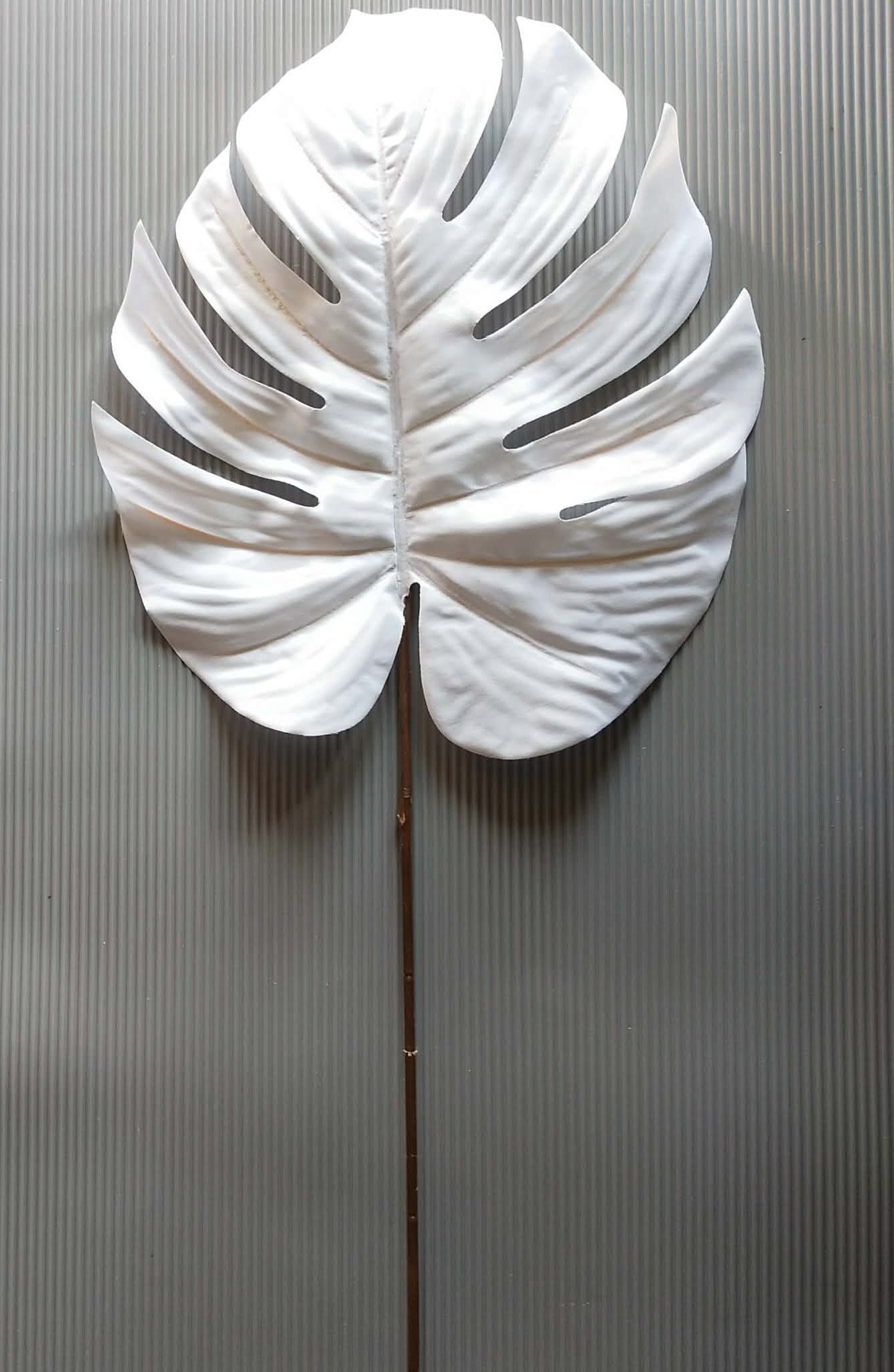 Monstera bia艂a