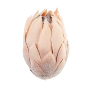 protea w odcieniach brązu