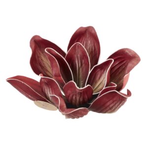 magnolia bordowa
