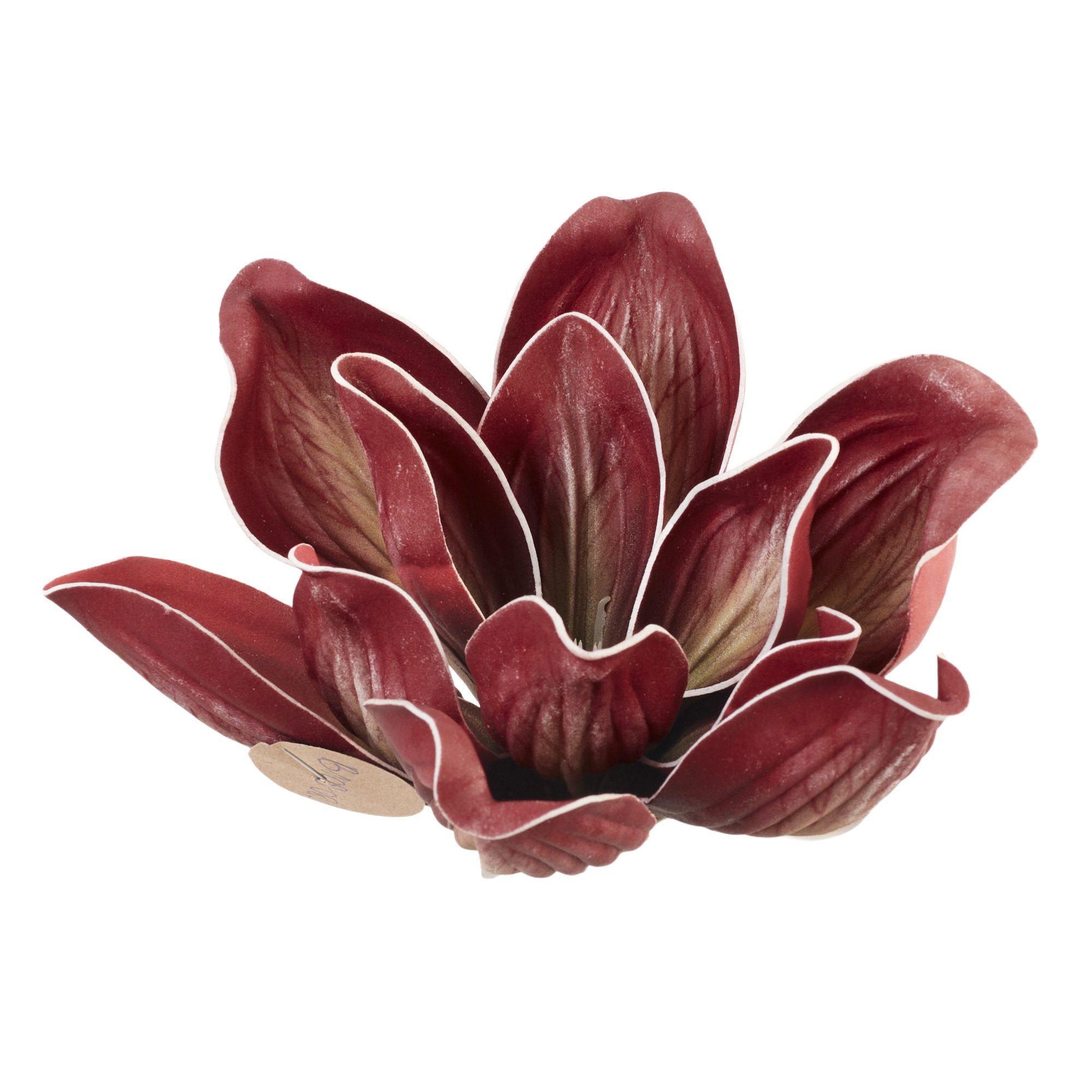 magnolia bordowa