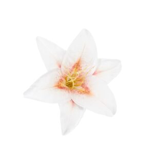 Lilia biała z ciemniejszym środkiem 18cm
