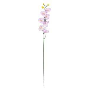 Storczyk 08 - 72 cm