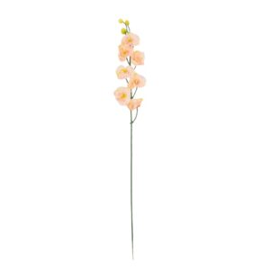 Storczyk 14 - 72 cm