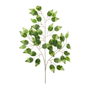 fikus zielony z zielonymi akcentami 60cm