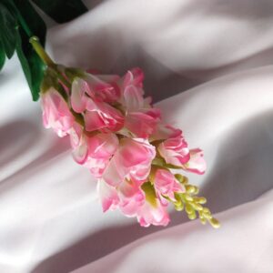 Łubin różowy z białym