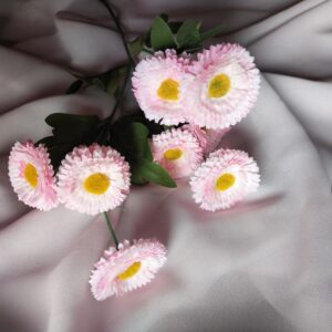 Stokrotka jasny róż