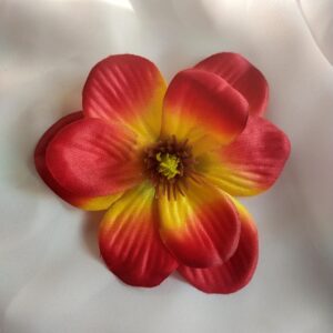 Magnolia czerwono-żółta