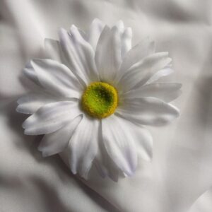 Gerbera biała